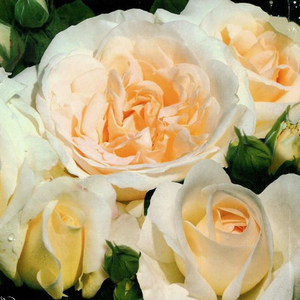 Floribunda ruže - Ruža - Kosmos® - 